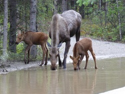 Moose with calves Alaska