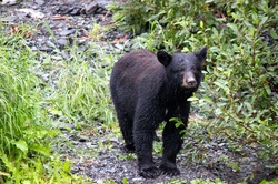 Bear Safety in Alaska