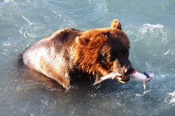 Bears fishing salmon