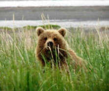 Bear Alaska